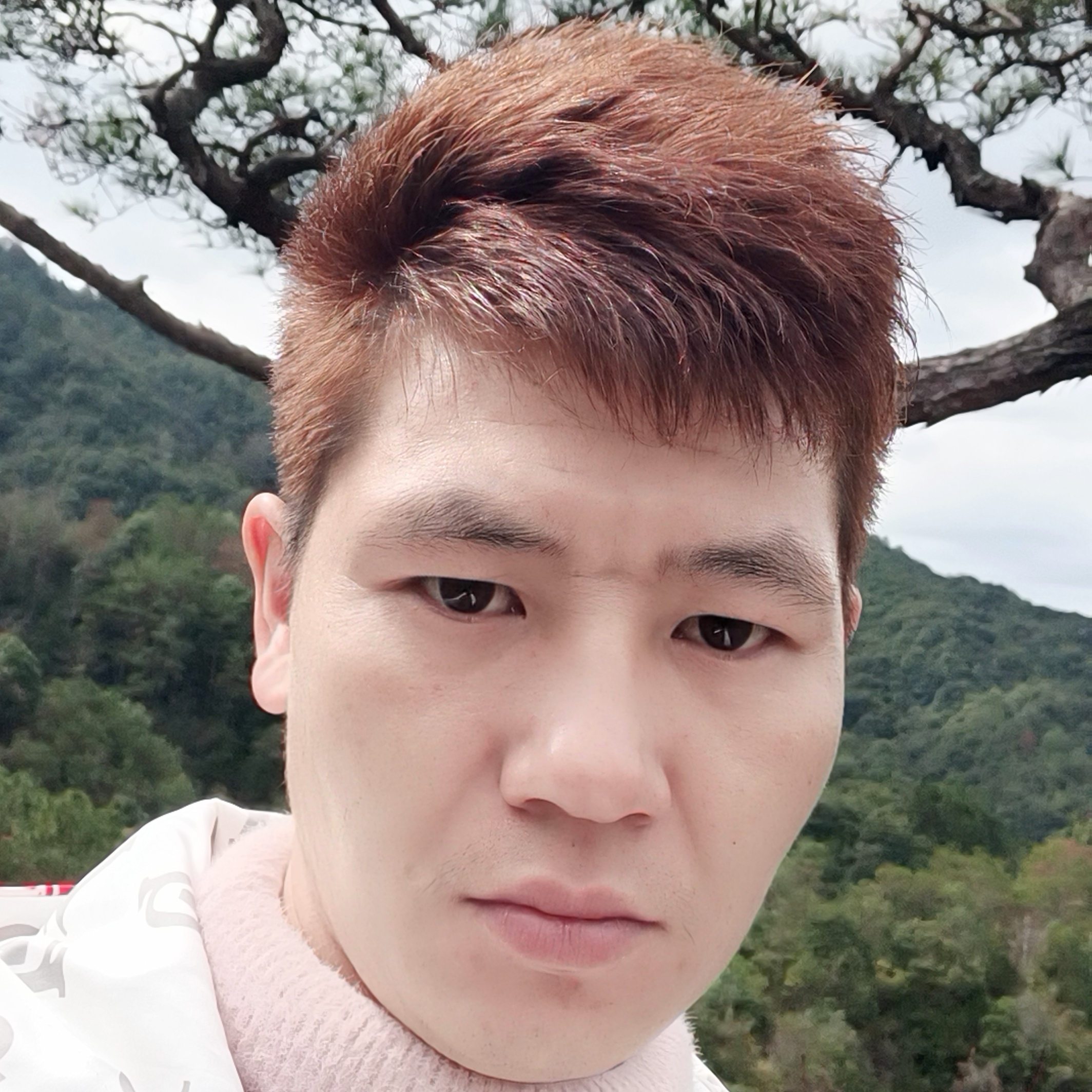 懵懂爱恋含羞草的照片