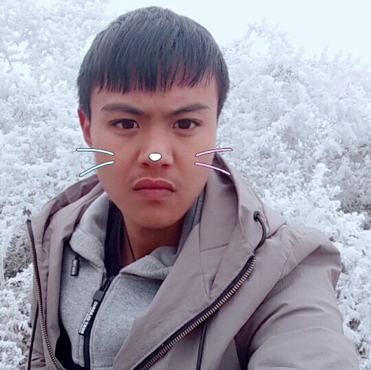 灰狼神勇的照片