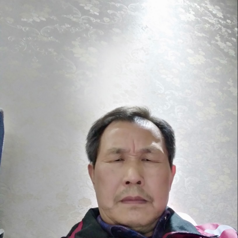 灰狼矮小的照片