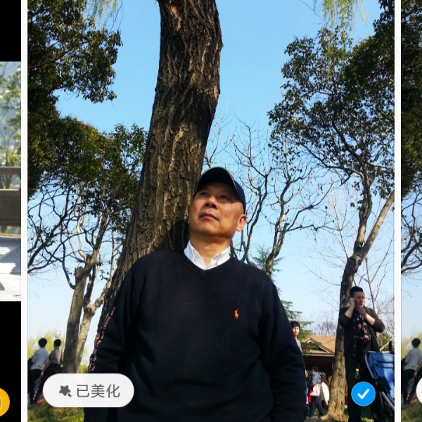 小熊猫腼腆的照片