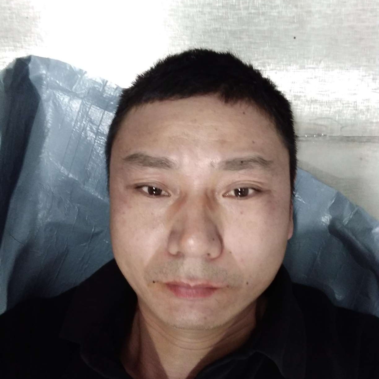 专一停止大树的照片