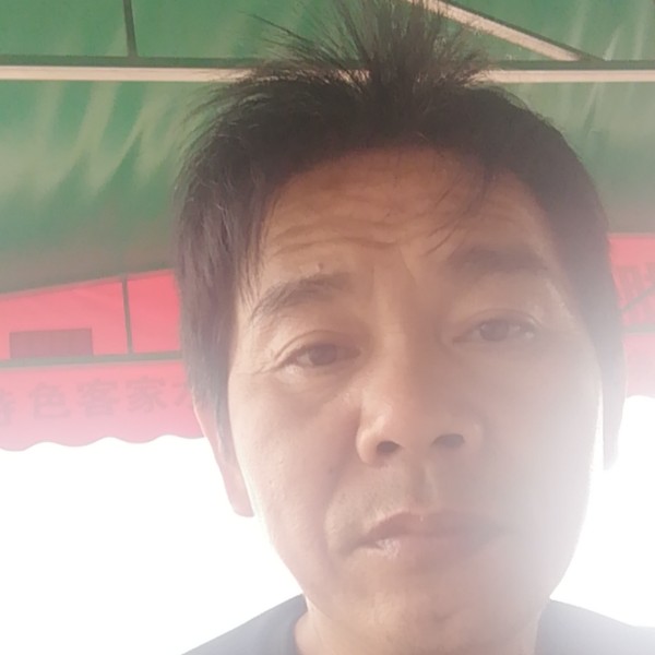 红牛回首阳光的照片