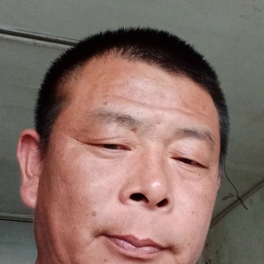 优雅凝眸灰狼的照片
