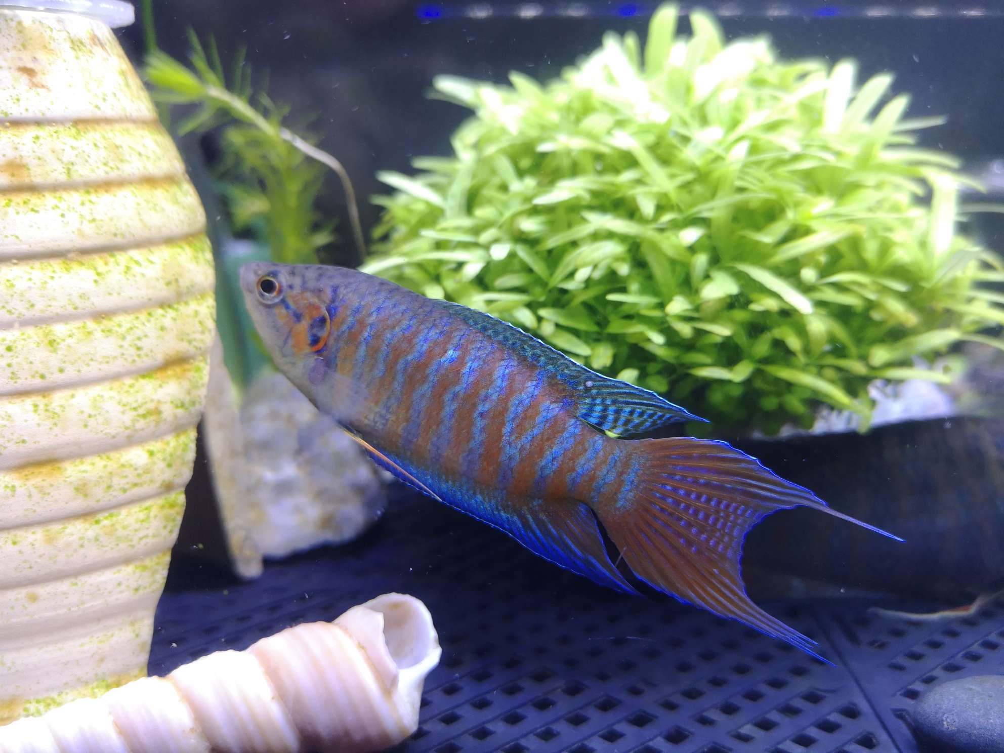 菩萨鱼资料照片_广东深圳征婚交友_我主良缘